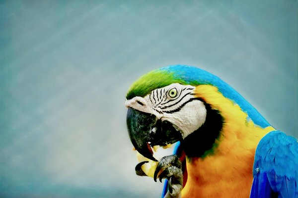 Les essentiels à savoir sur le harnais pour chien traction