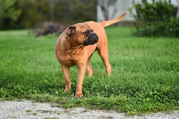 Comment gérer les relations entre un chien de race Bullmastiff et des enfants en bas âge?
