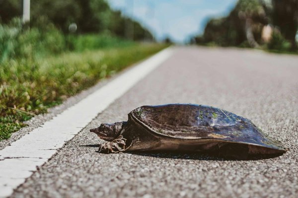 Comment gérer les besoins en calcium d'une tortue à carapace molle?