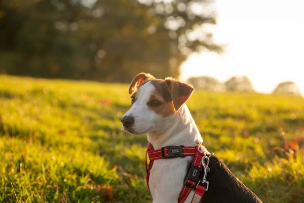 Comment gérer les comportements destructeurs chez un chien de race Jack Russell Terrier lorsqu'il est seul à la maison?