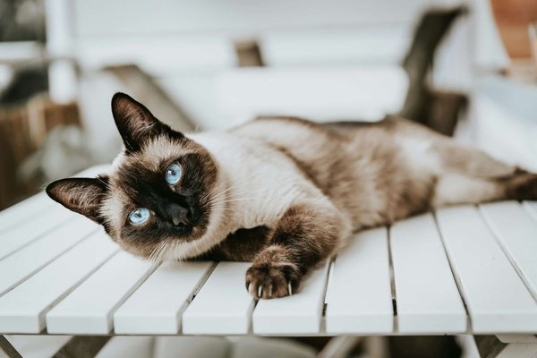 Comment gérer l'angoisse de séparation chez un chat de race Siamese?