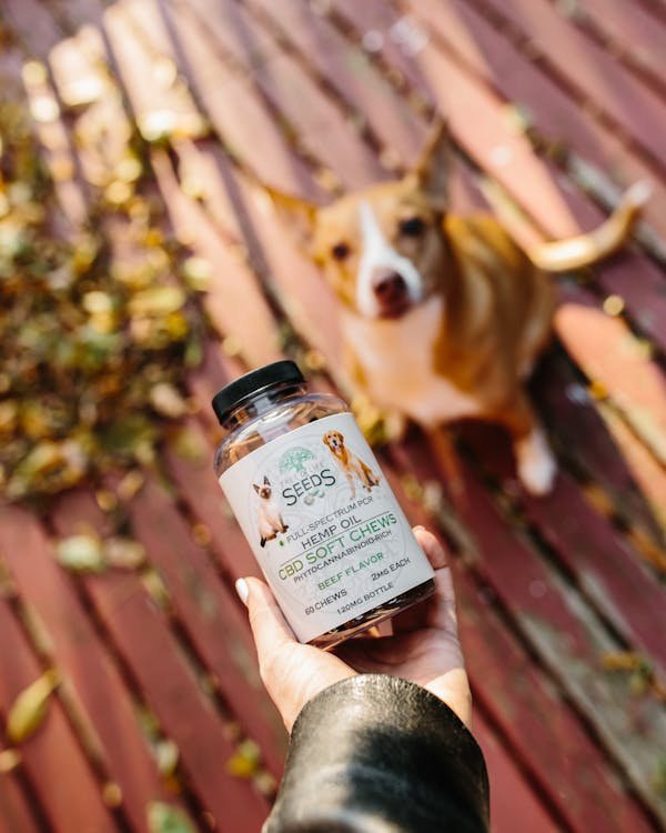 Guide pratique des plantes médicinales adaptées aux animaux